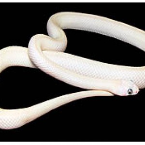 leucistic alterna