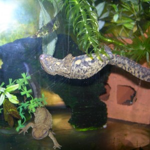 Paramesotriton chinensis