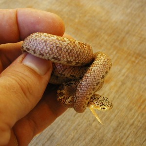 White bone hypo brooksi baby