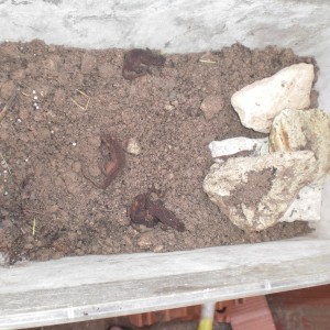 Ommatotriton ophryticus