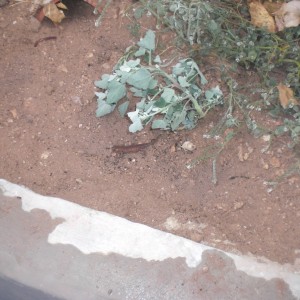 Ommatotriton ophryticus