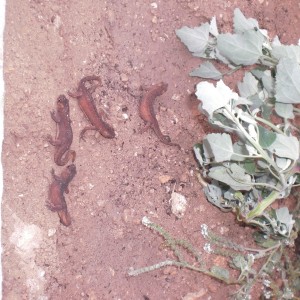 Ommatotriton ophryticus