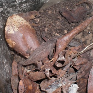 Ommatotriton ophryticus