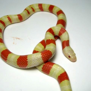 ruthveni high yellow