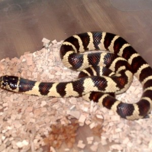 banana x mex nov'11 2