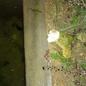 Ommatotriton ophryticus nesterovi