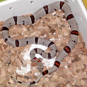 Alterna alterna nov'11