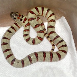 thayeri leonis yellow nov'11