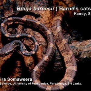 boiga barnesii