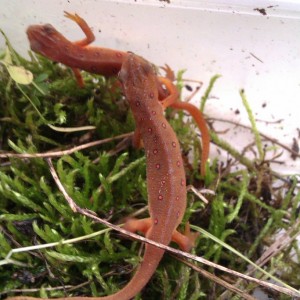 Notophthalmus viridescens