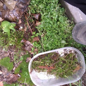 Notophthalmus viridescens