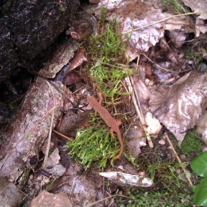 Notophthalmus viridescens