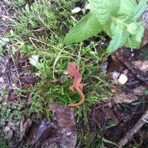 Notophthalmus viridescens