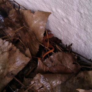 Notophthalmus viridescens