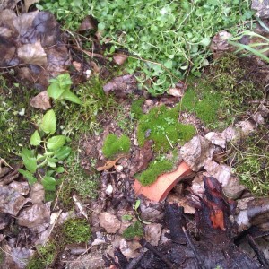 Notophthalmus viridescens