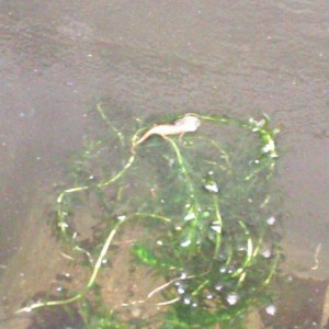 Notophthalmus viridescens