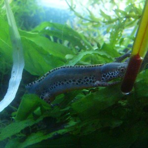 Ichthyosaura alpestris apuanus