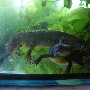 Ichthyosaura alpestris apuanus