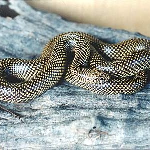 apalachicola king adulto 2