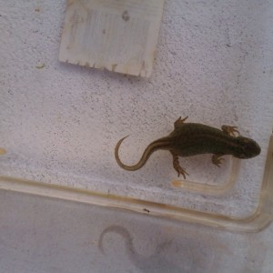 Ommatotriton ophryticus nesterovi - Hembra