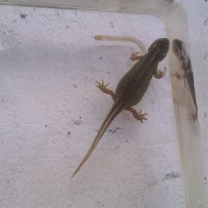 Ommatotriton ophryticus nesterovi - Hembra