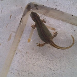 Ommatotriton ophryticus nesterovi - Hembra