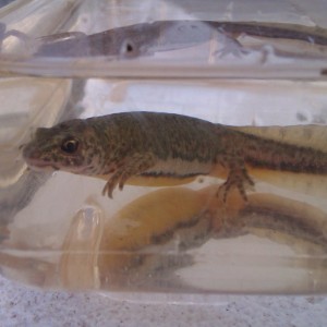 Ommatotriton ophryticus nesterovi - Hembra