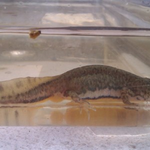 Ommatotriton ophryticus nesterovi - Hembra