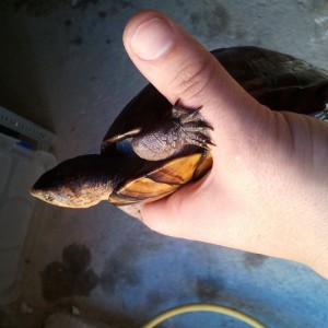 Kinosternon skorpioides