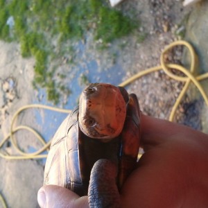 kinosternon scorpioides