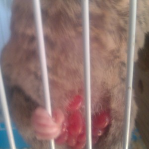 Monodelphis domestica