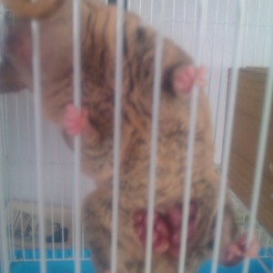 Monodelphis domestica