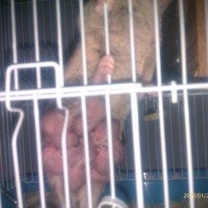 Monodelphis domestica