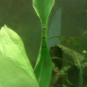 Laotriton laoensis - Huevos