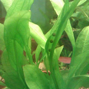 Laotriton laoensis - Huevos