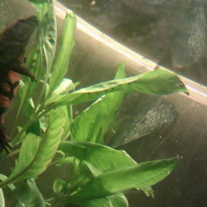 Laotriton laoensis - Huevos