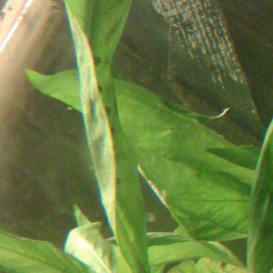 Laotriton laoensis - Huevos