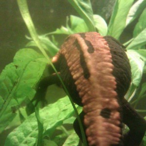 Laotriton laoensis - Huevos