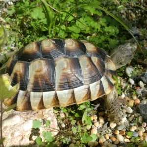 Testudo Marginata Weissingeri