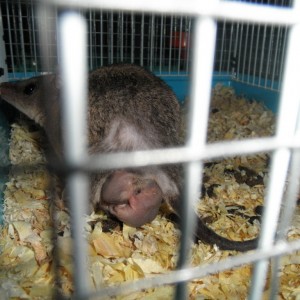 Monodelphis domestica