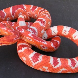 1 fluorescent reverse okeetee