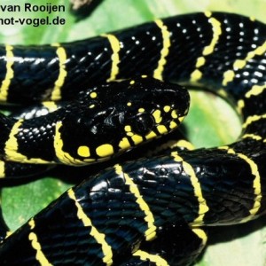 Boiga dendrophila annectans