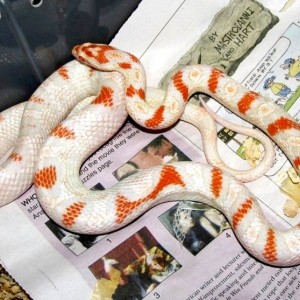 1 high white reverse okeetee