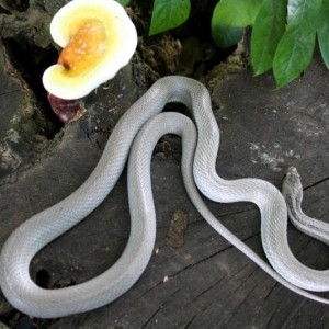 11 patternless anery 2