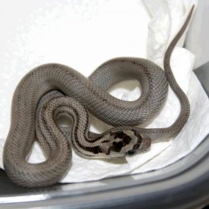 11 patternless anery