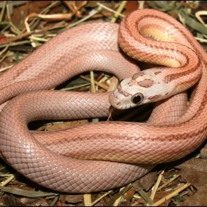 13 coral ghost striped