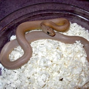 13 Coral ghost vanishing