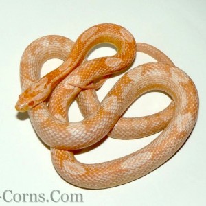 14 Coral Snow Motley