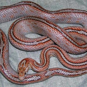 3 miami motley striped