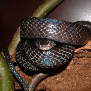 Boiga dendrophila gemmicincta